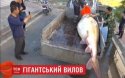 В Китае рыбак поймал гигантскую рыбу калугу  